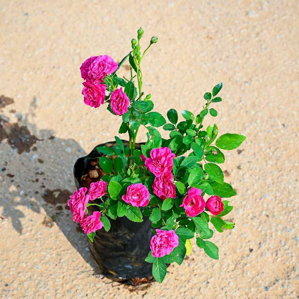 Rose Button Plant